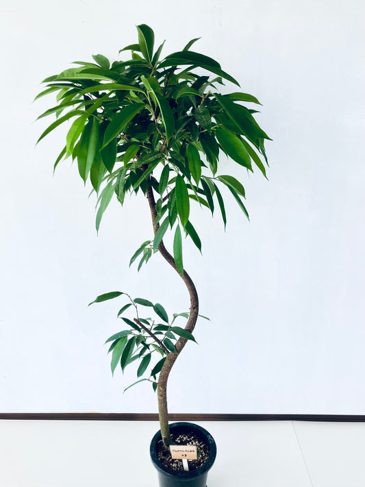 現品商品＠3 アムステルダム 8号（高さ：167cm、幅：78cm）
