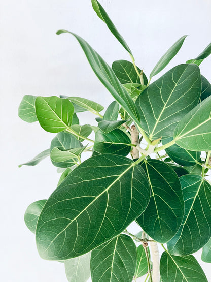 現品商品@4 ベンガレンシス 10号（高さ：179cm、幅：80cm）