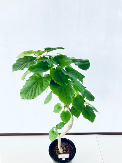 現品商品＠10 ウンベラータ 8号（高さ：120cm、幅：60cm）