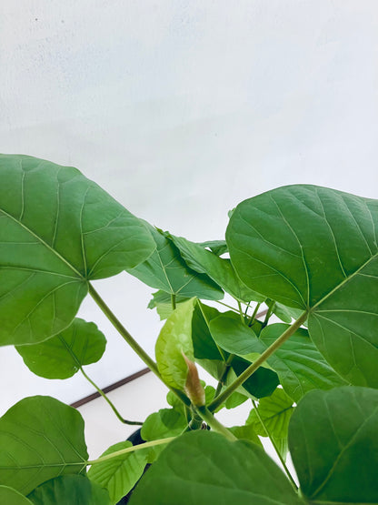 現品商品＠3 ウンベラータ 8号 曲がりМ（高さ：126cm、幅：90cm）