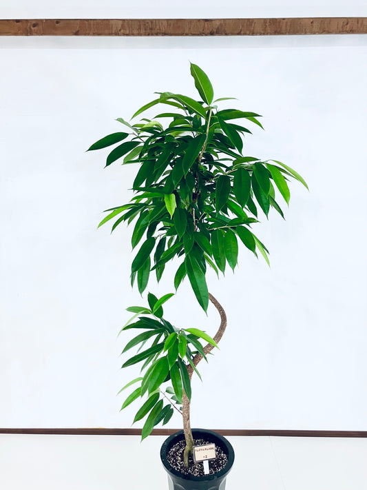 現品商品＠2 アムステルダム 10号（高さ：180cm、幅：100cm）