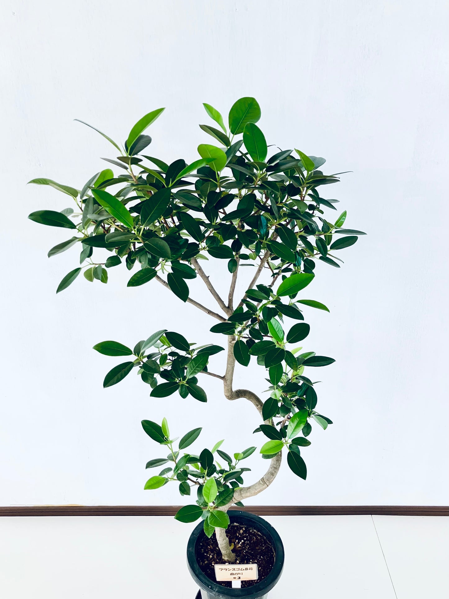現品商品@3 フランスゴム 8号（高さ：134cm、幅：65cm）