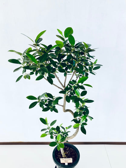 現品商品@3 フランスゴム 8号（高さ：134cm、幅：65cm）