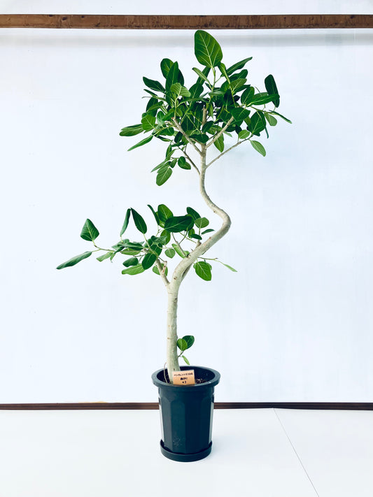 現品商品@1 ベンガレンシス 10号（高さ：177cm、幅：90cm）