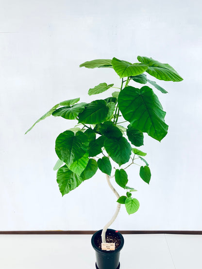 現品商品＠5 ウンベラータ 8号（高さ：157cm、幅：100cm）