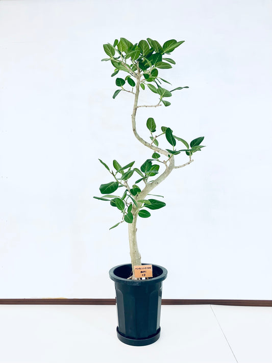 現品商品@2 ベンガレンシス 10号（高さ：163cm、幅：60cm）