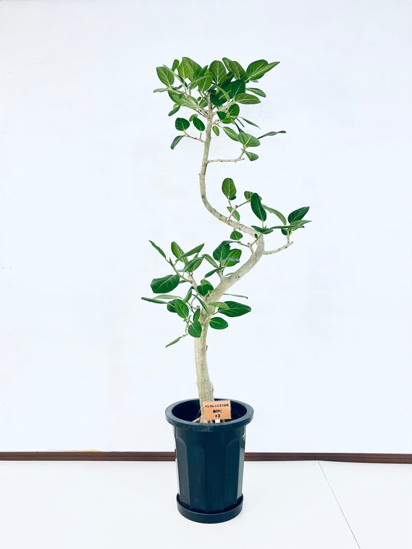 現品商品@2 ベンガレンシス 10号（高さ：163cm、幅：60cm）