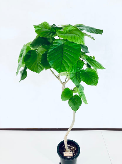 現品商品＠6 ウンベラータ 8号（高さ：147cm、幅：70cm）