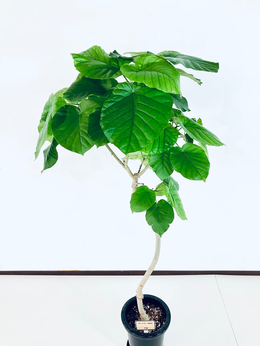 現品商品＠6 ウンベラータ 8号（高さ：147cm、幅：70cm）