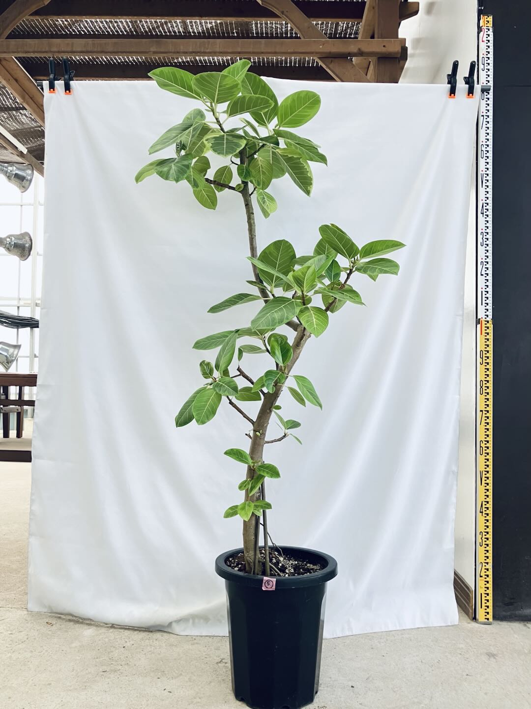 フィカス・アルテシマ 10号の通販 | 観葉植物通販AONOKI（あおのき）