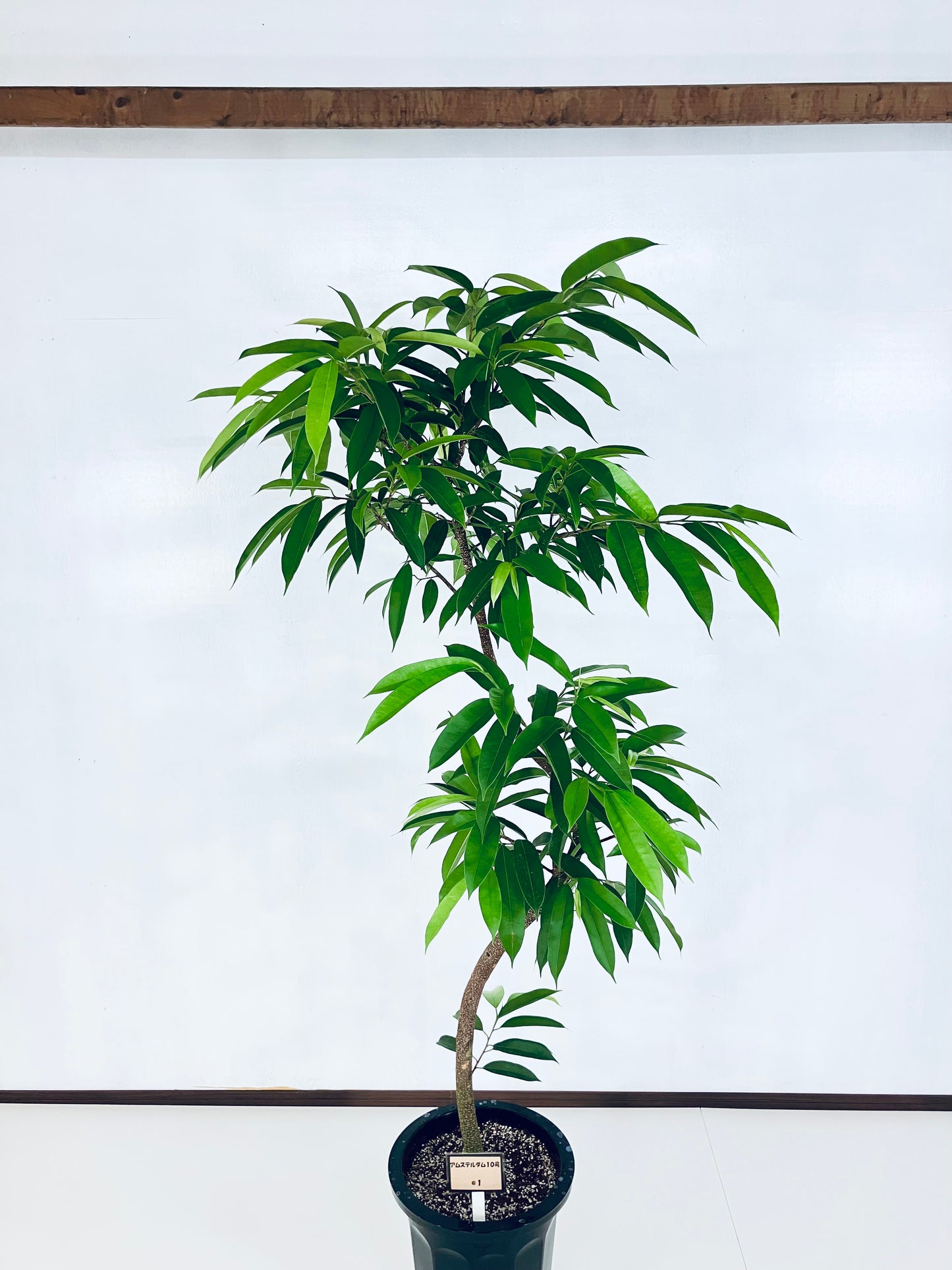 現品商品＠1 アムステルダム 10号（高さ：180cm、幅：100cm）