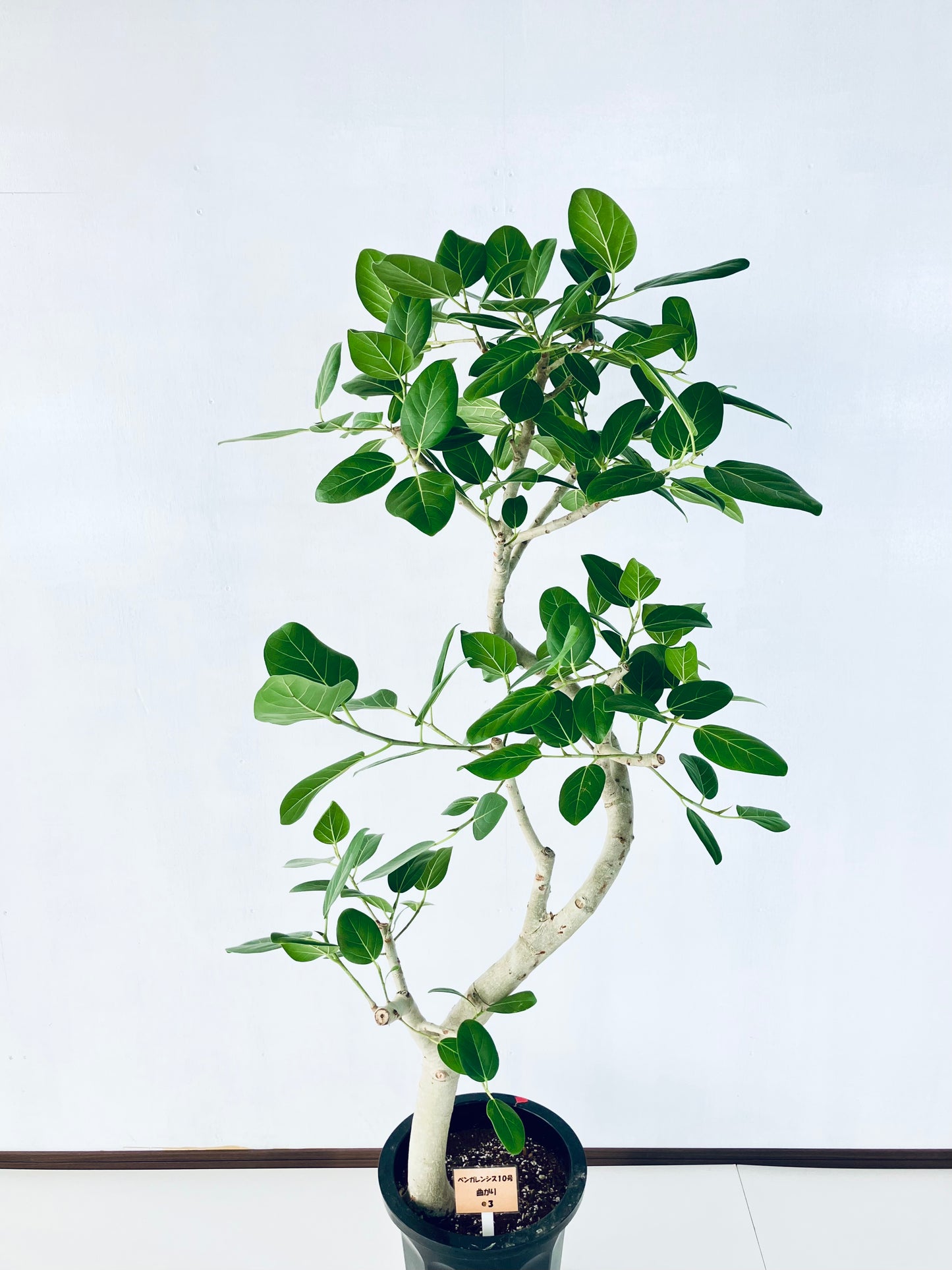 現品商品@3 ベンガレンシス 10号（高さ：170cm、幅：80cm）