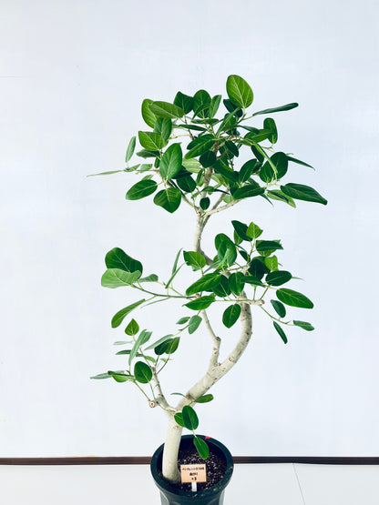 現品商品@3 ベンガレンシス 10号（高さ：170cm、幅：80cm）