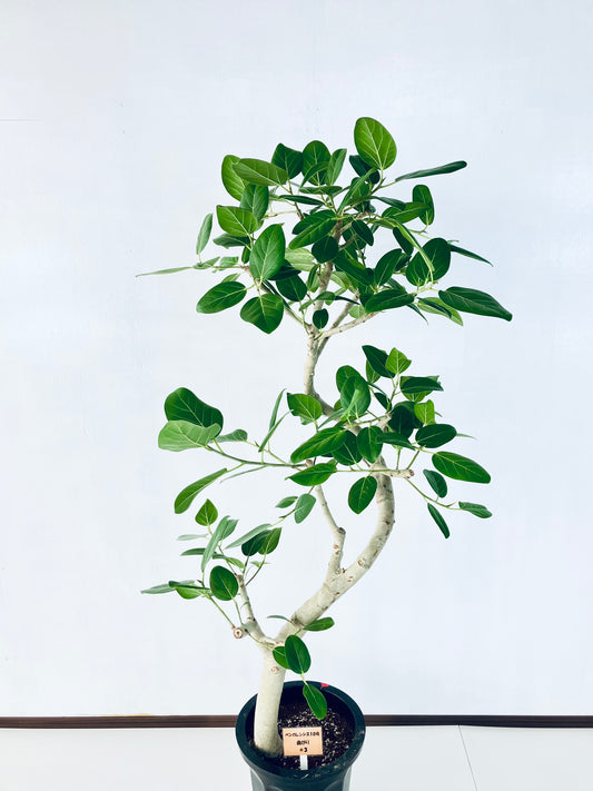 現品商品@3 ベンガレンシス 10号（高さ：170cm、幅：80cm）