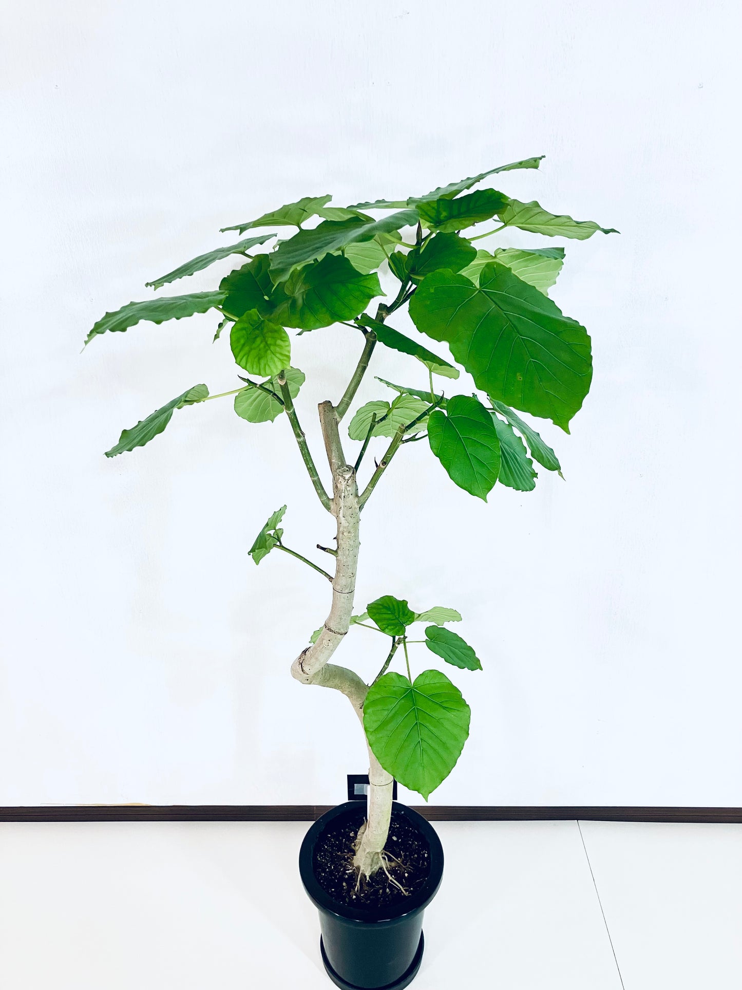 現品商品＠9 ウンベラータ 8号（高さ：136cm、幅：70cm）