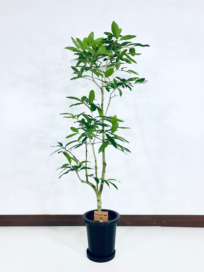 現品商品＠2 アマゾンオリーブ 8号（高さ：150cm、幅：70cm）