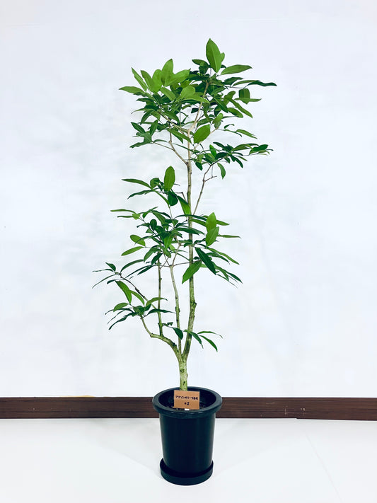 現品商品＠2 アマゾンオリーブ 8号（高さ：150cm、幅：70cm）