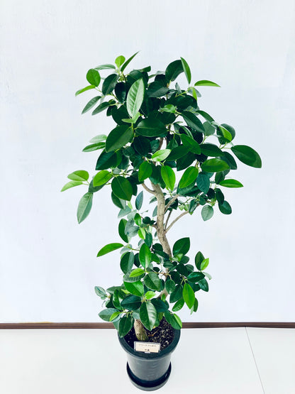 現品商品@6 フランスゴム 8号（高さ：127cm、幅：50cm）