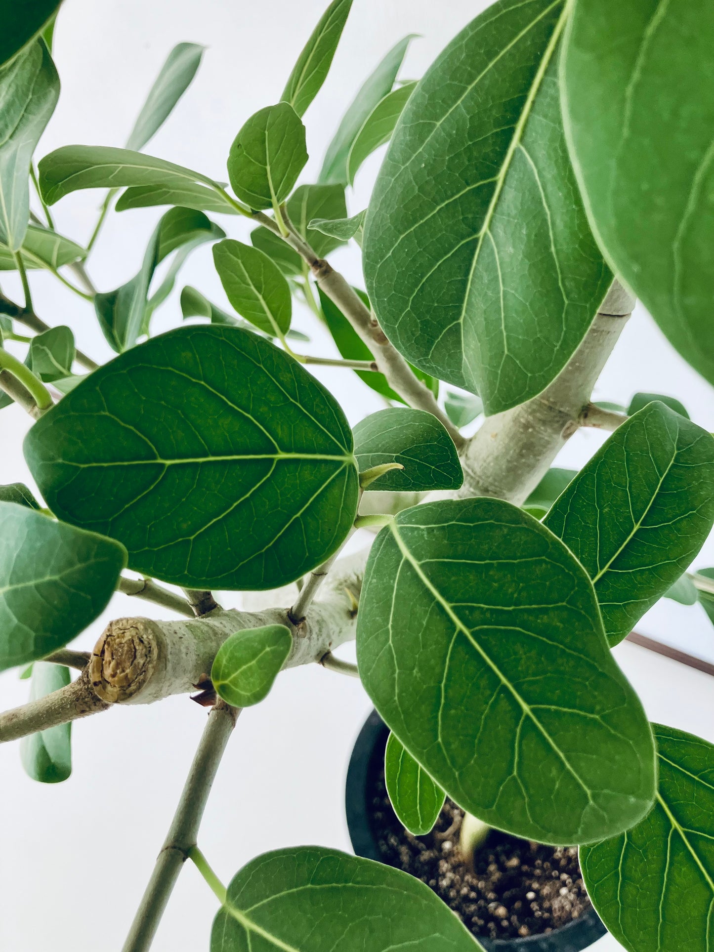 現品商品@6 ベンガレンシス 10号（高さ：160cm、幅：92cm）