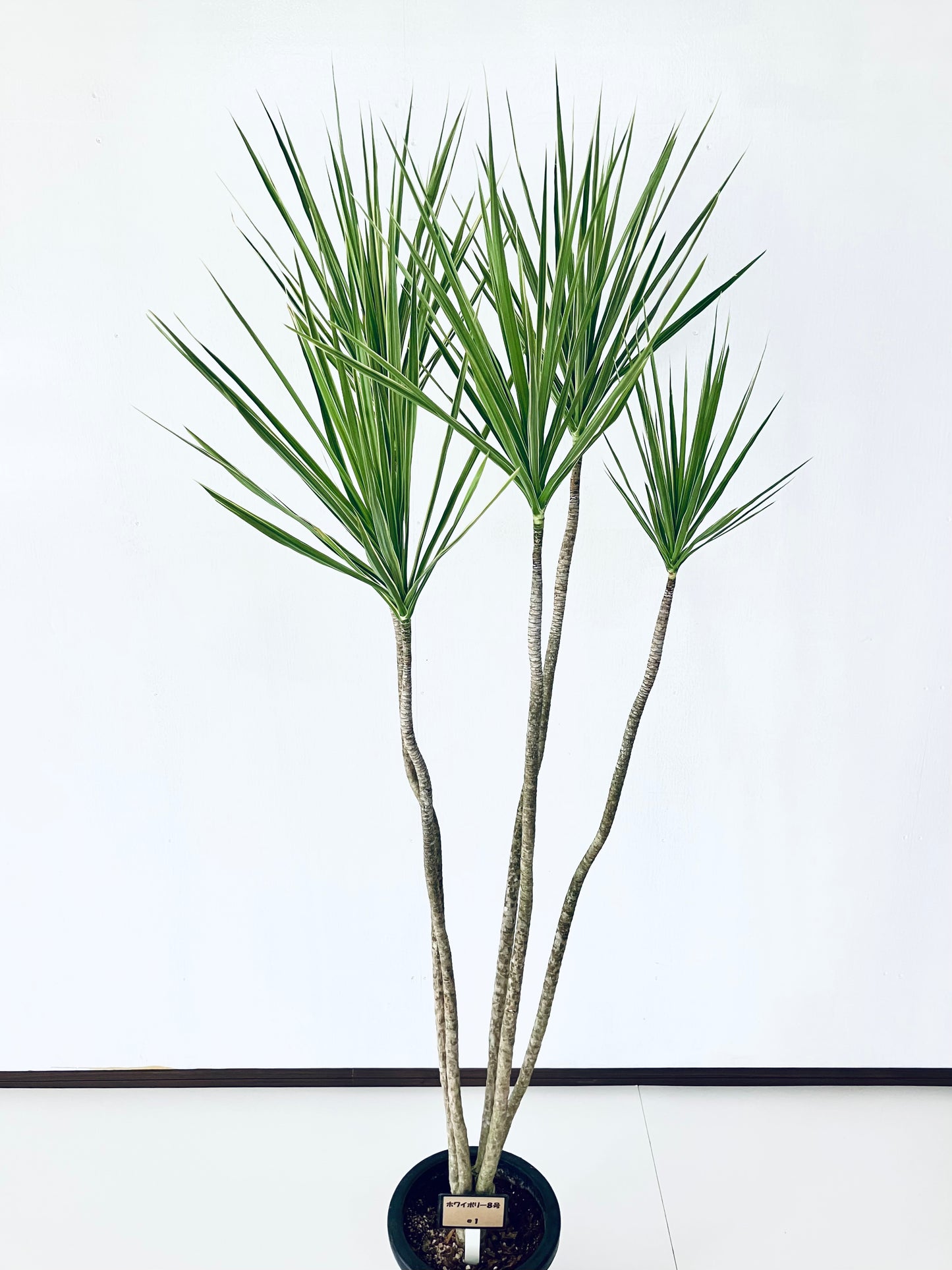 現品商品＠1 コンシンネ・ホワイボリー 8号（高さ：174cm、幅：83cm）