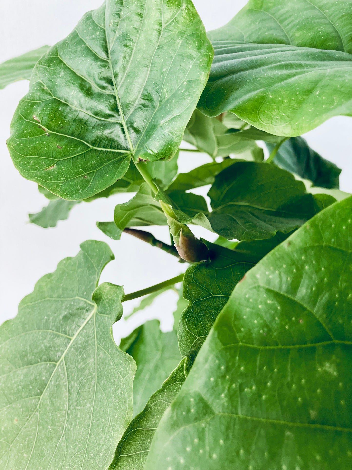 現品商品＠8 ウンベラータ 8号（高さ：128cm、幅：65cm）