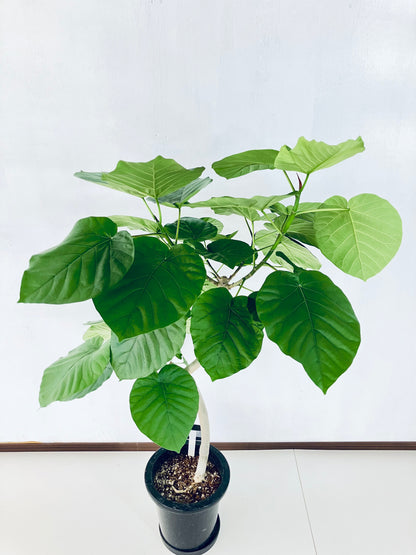 現品商品＠7 ウンベラータ 8号（高さ：124cm、幅：80cm）