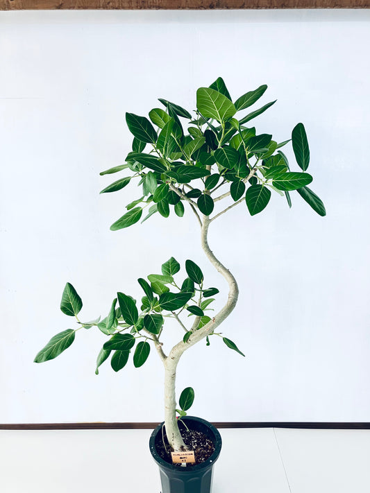 現品商品@1 ベンガレンシス 10号（高さ：177cm、幅：90cm）