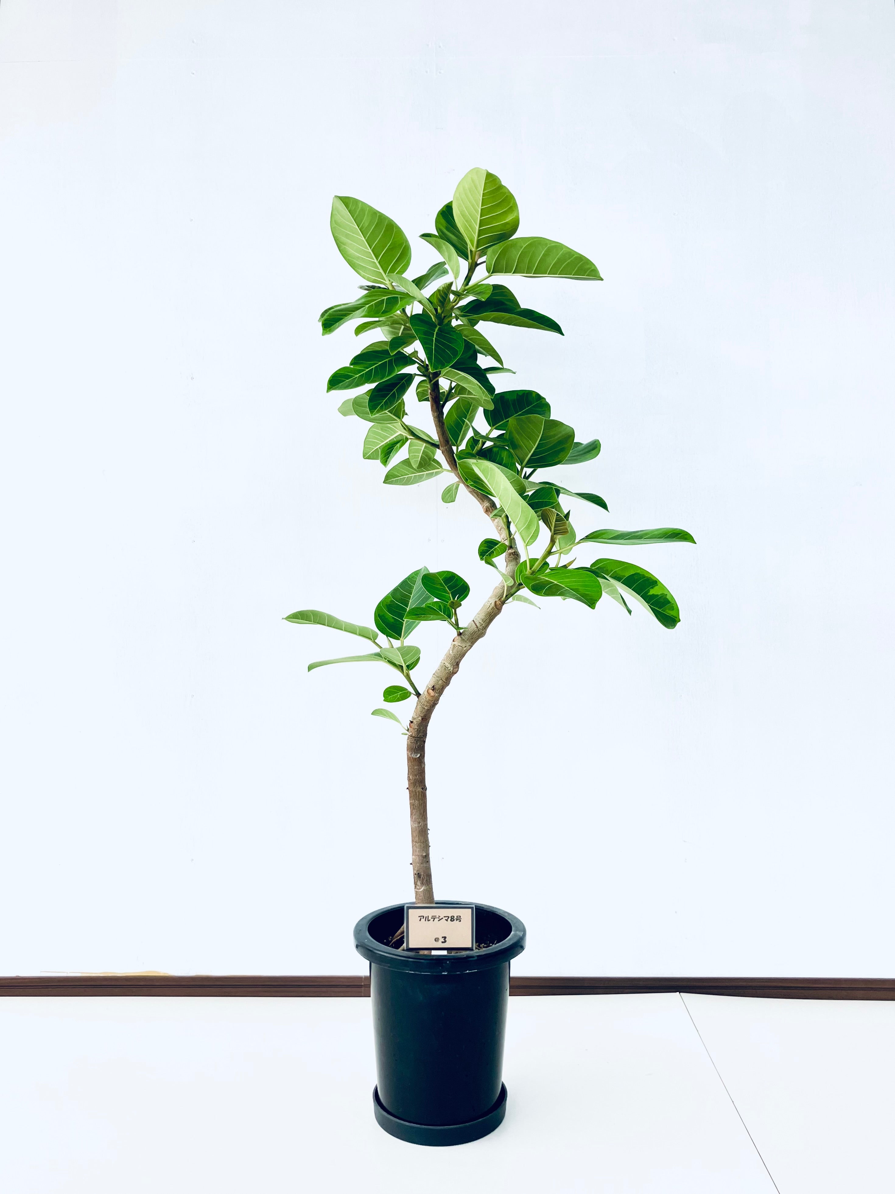 フィカス アルテシマ 137cm８号 S-shaped tree form フィカス アルテシマ 137cm8号 S-shaped tree form 【公式通販】