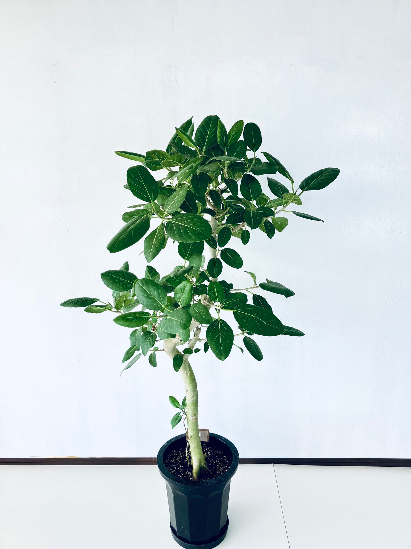 現品商品@6 ベンガレンシス 10号（高さ：160cm、幅：92cm）