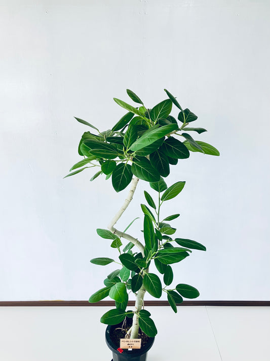 現品商品＠1 ベンガレンシス 8号（高さ：143cm、幅：80cm）