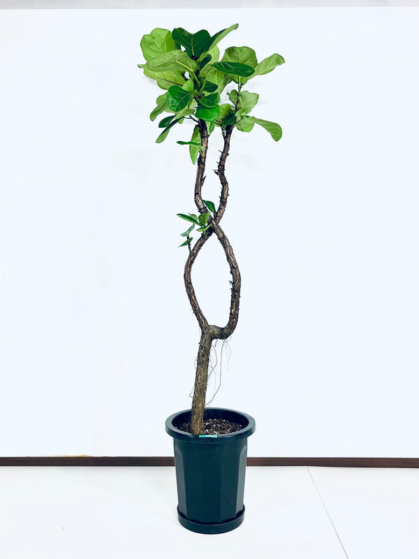 【Unique Form】カシワバゴム 10号（高さ：180cm、幅：77cm）#2