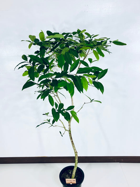 現品商品＠4 アマゾンオリーブ 8号（高さ：160cm、幅：90cm）