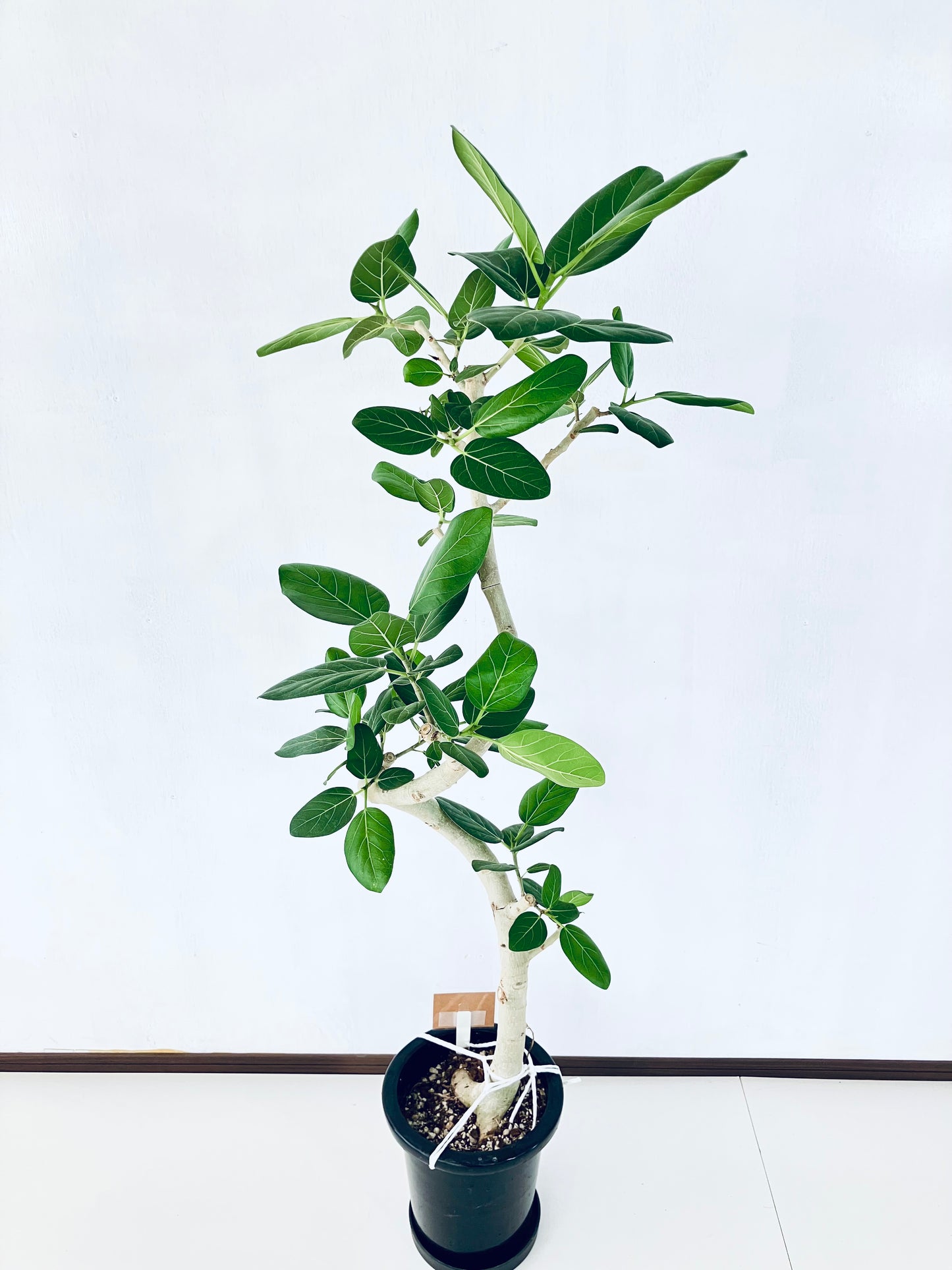 現品商品@8 ベンガレンシス 8号（高さ：146cm、幅：56cm）