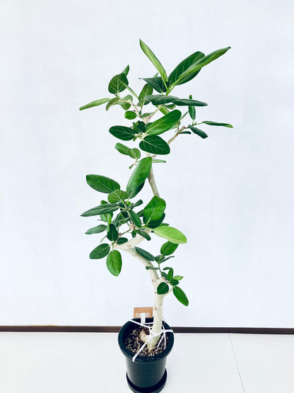 現品商品@8 ベンガレンシス 8号（高さ：146cm、幅：56cm）