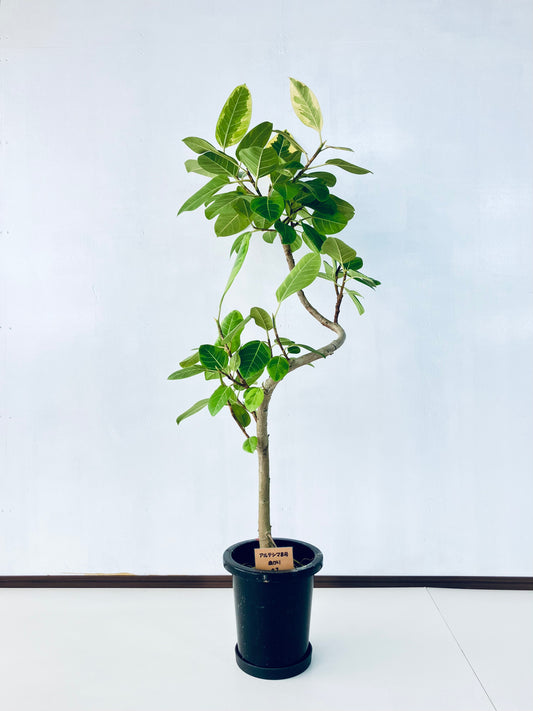 現品商品＠3 アルテシマ 8号（高さ：150cm、幅：75cm）