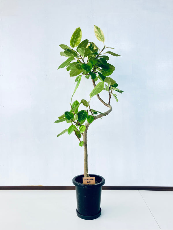 現品商品＠3 アルテシマ 8号（高さ：150cm、幅：75cm）