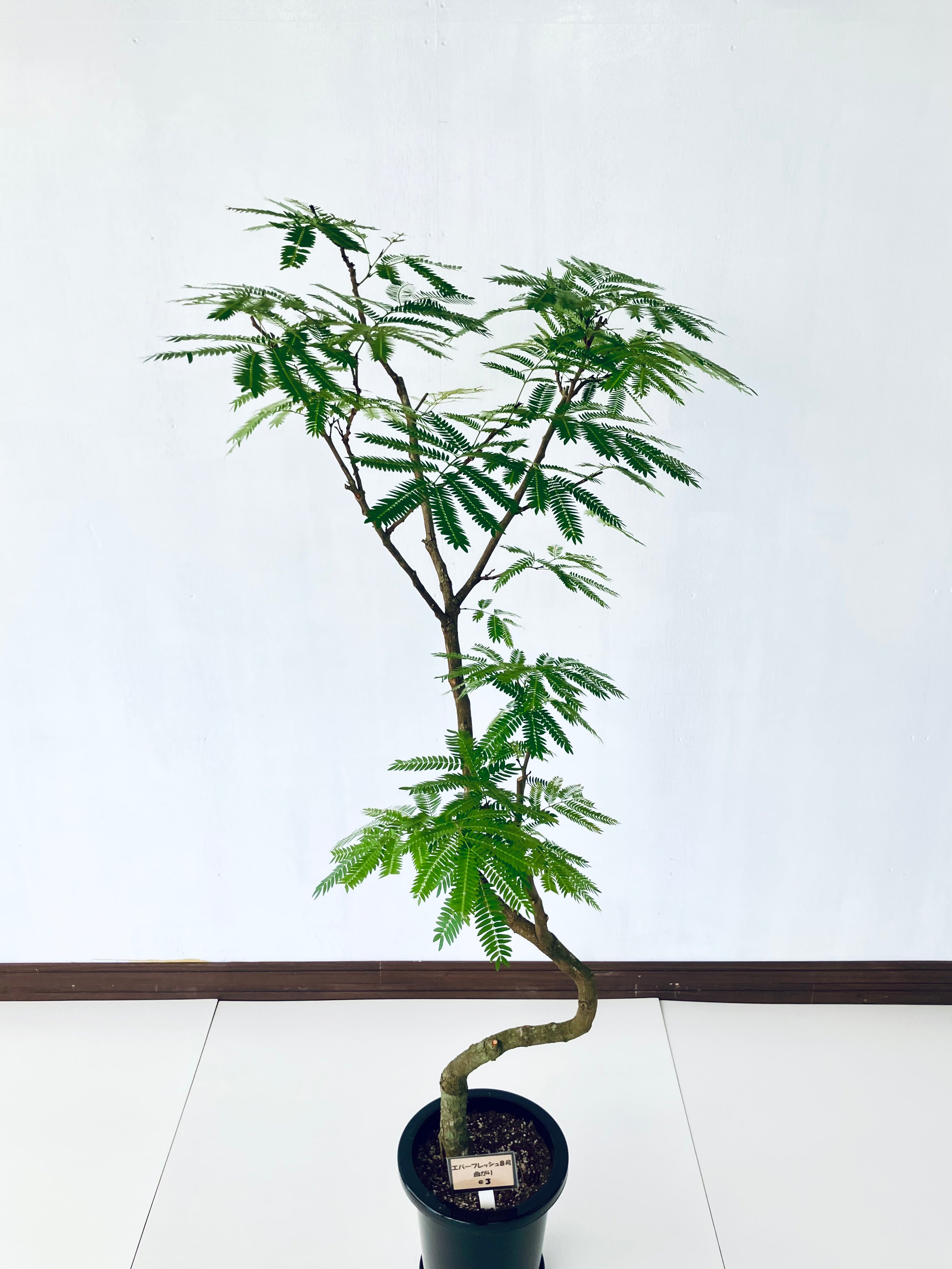 え*ん様 エバーフレッシュ　観葉植物　8号　約125センチ 2 pd_0f3c48f66e75849ab98db238e1e