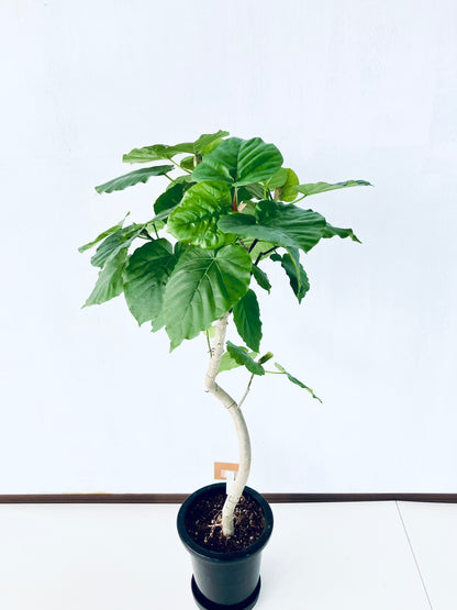 現品商品＠2 ウンベラータ8号（高さ：124cm、幅：69cm）