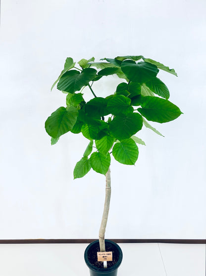 現品商品＠5 ウンベラータ 8号（高さ：145cm、幅：71cm）