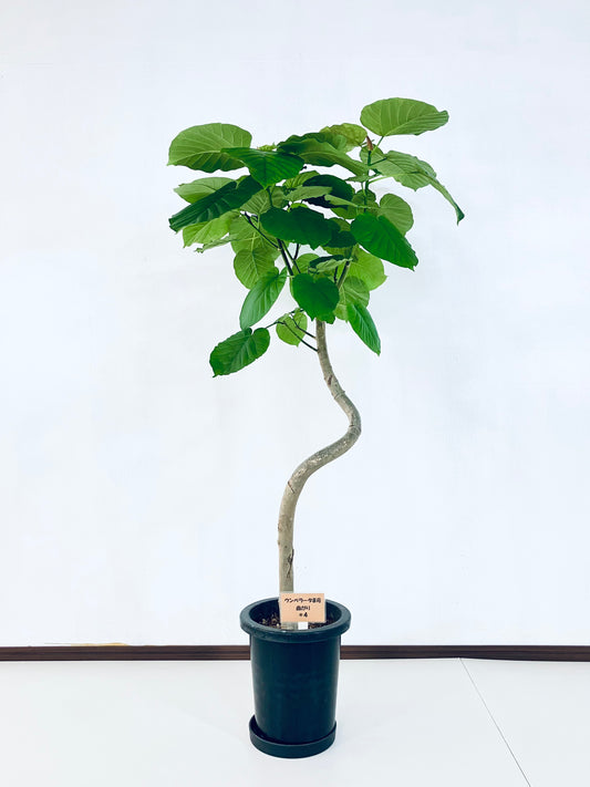 現品商品＠4 ウンベラータ 8号（高さ：145cm、幅：87cm）