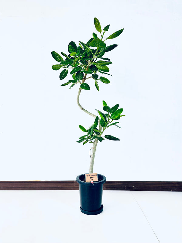 現品商品＠5 ベンガレンシス 8号（高さ：143cm、幅：66cm）
