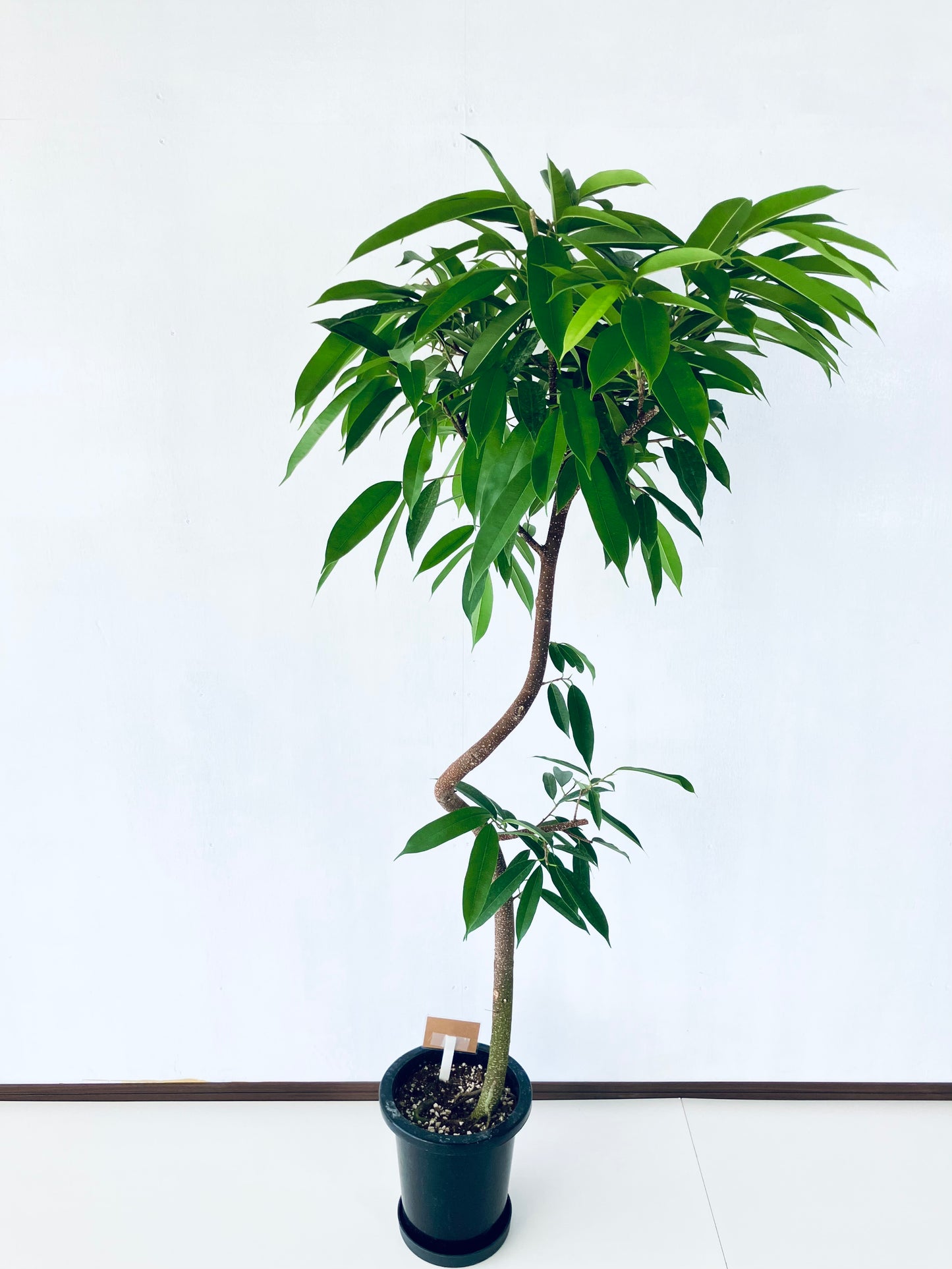 現品商品＠3 アムステルダム 8号（高さ：167cm、幅：78cm）