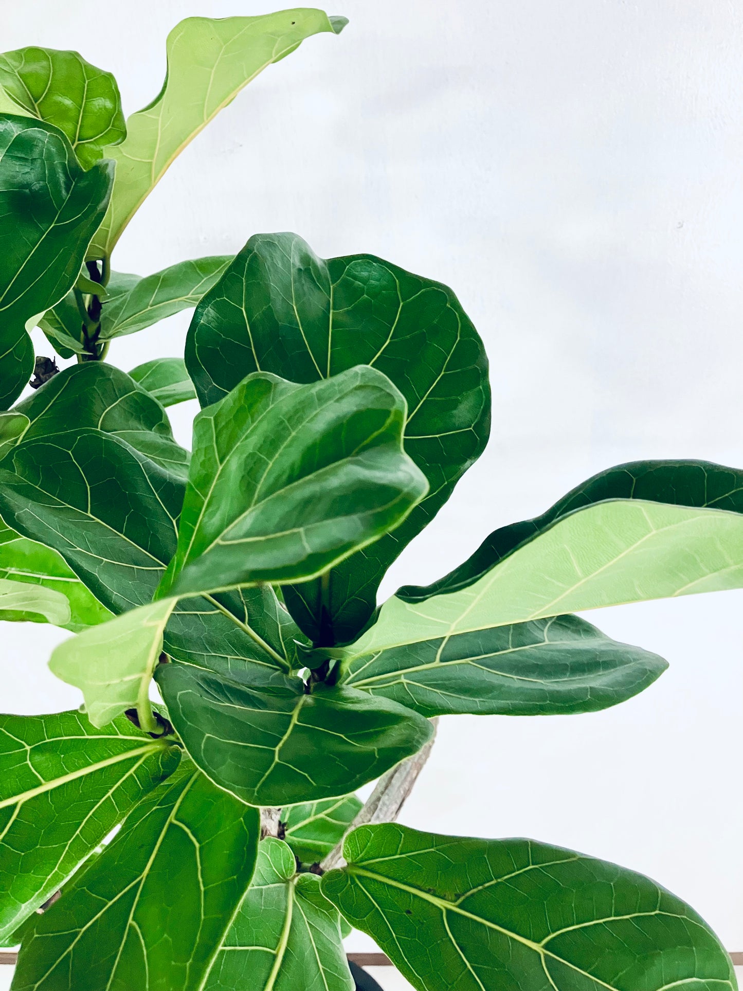 【Unique Form】カシワバゴム 10号（高さ：166cm、幅：70cm）#3