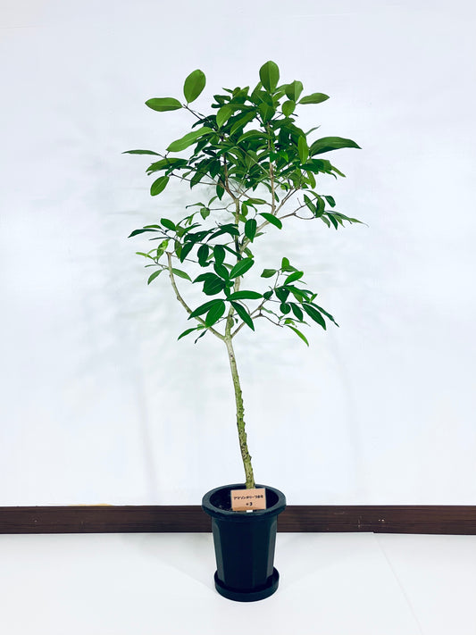 現品商品＠3 アマゾンオリーブ 8号（高さ：147cm、幅：75cm）