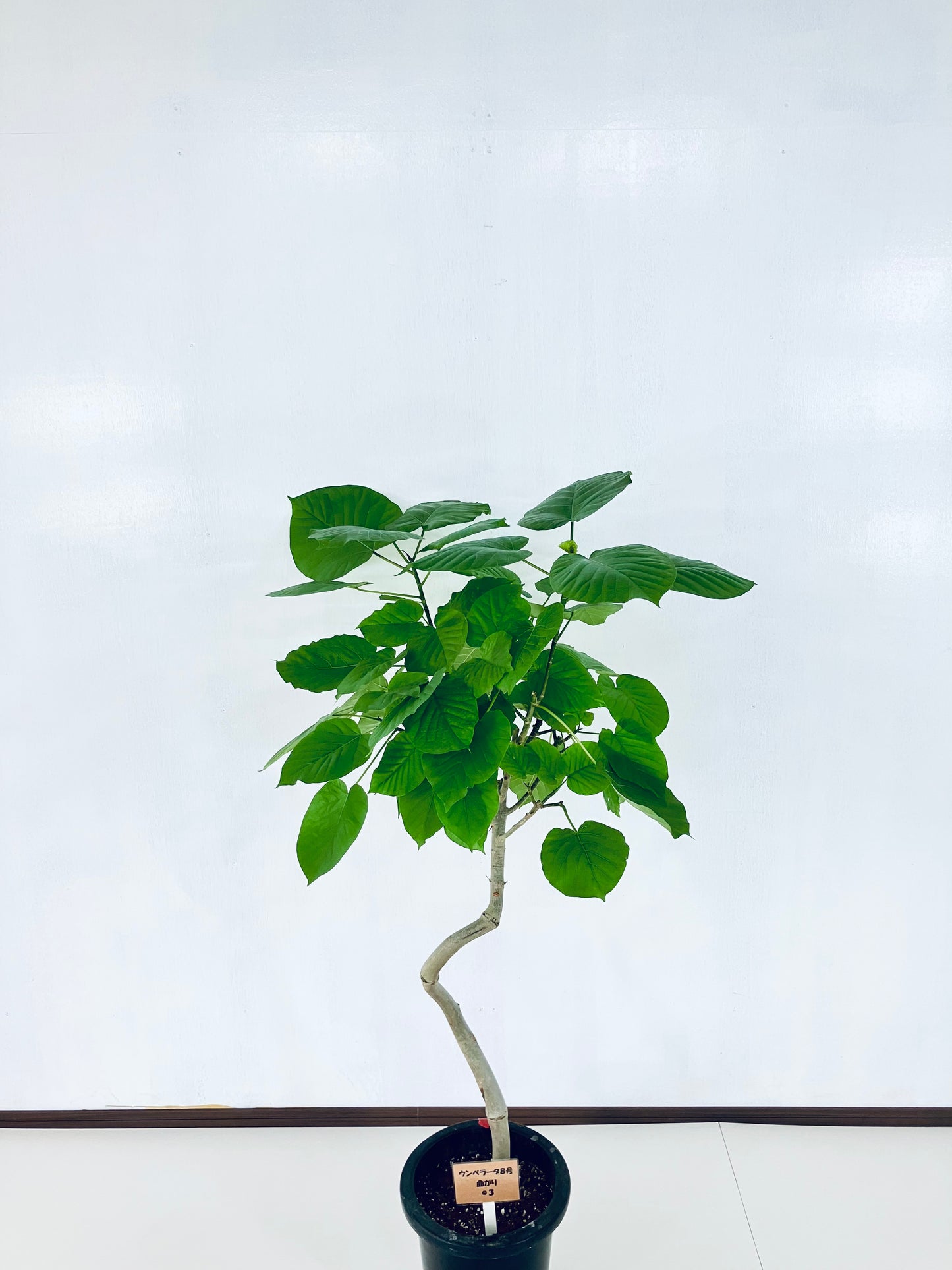 現品商品＠3 ウンベラータ 8号 曲がりМ（高さ：126cm、幅：90cm）