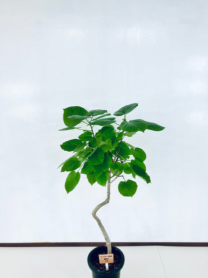 現品商品＠3 ウンベラータ 8号 曲がりМ（高さ：126cm、幅：90cm）