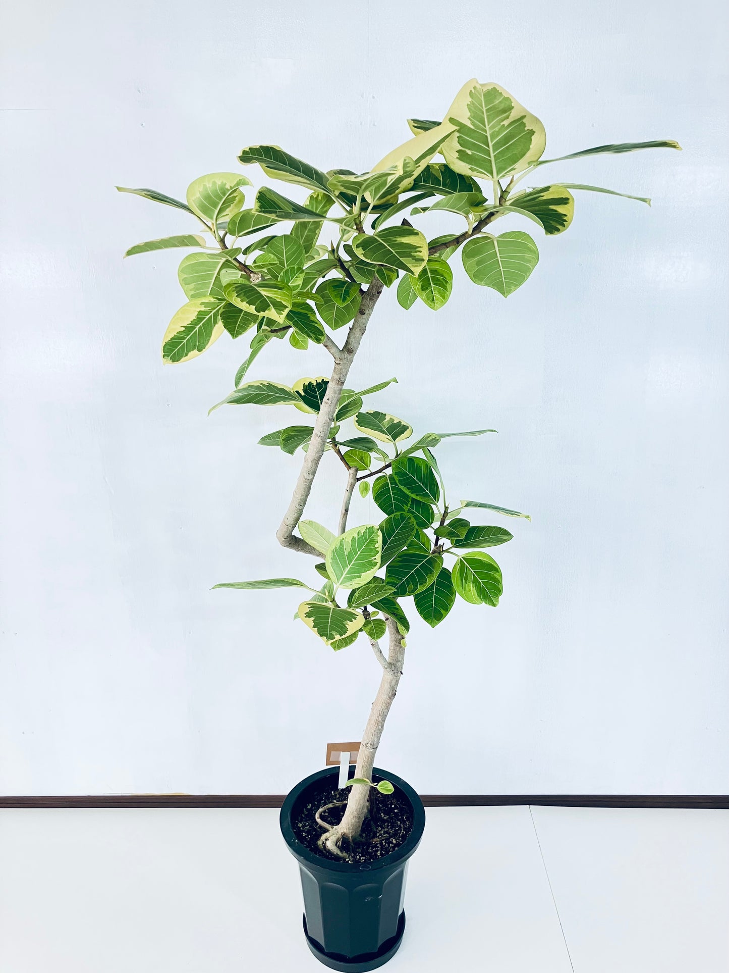 現品商品@2 アルテシマ 10号（高さ：172cm 幅：87cm）