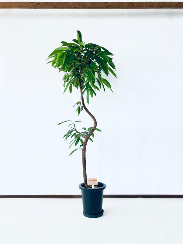 現品商品＠3 アムステルダム 8号（高さ：167cm、幅：78cm）
