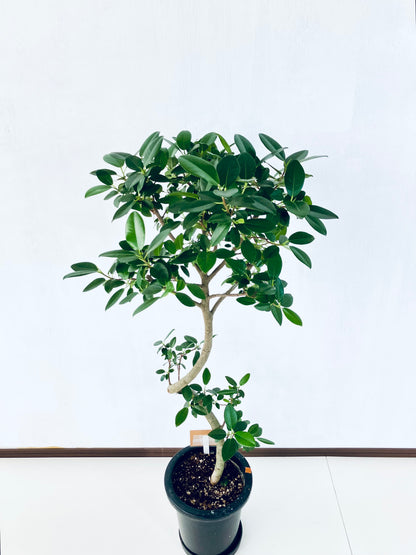 現品商品@1 フランスゴム 8号（高さ：118cm、幅：55cm）