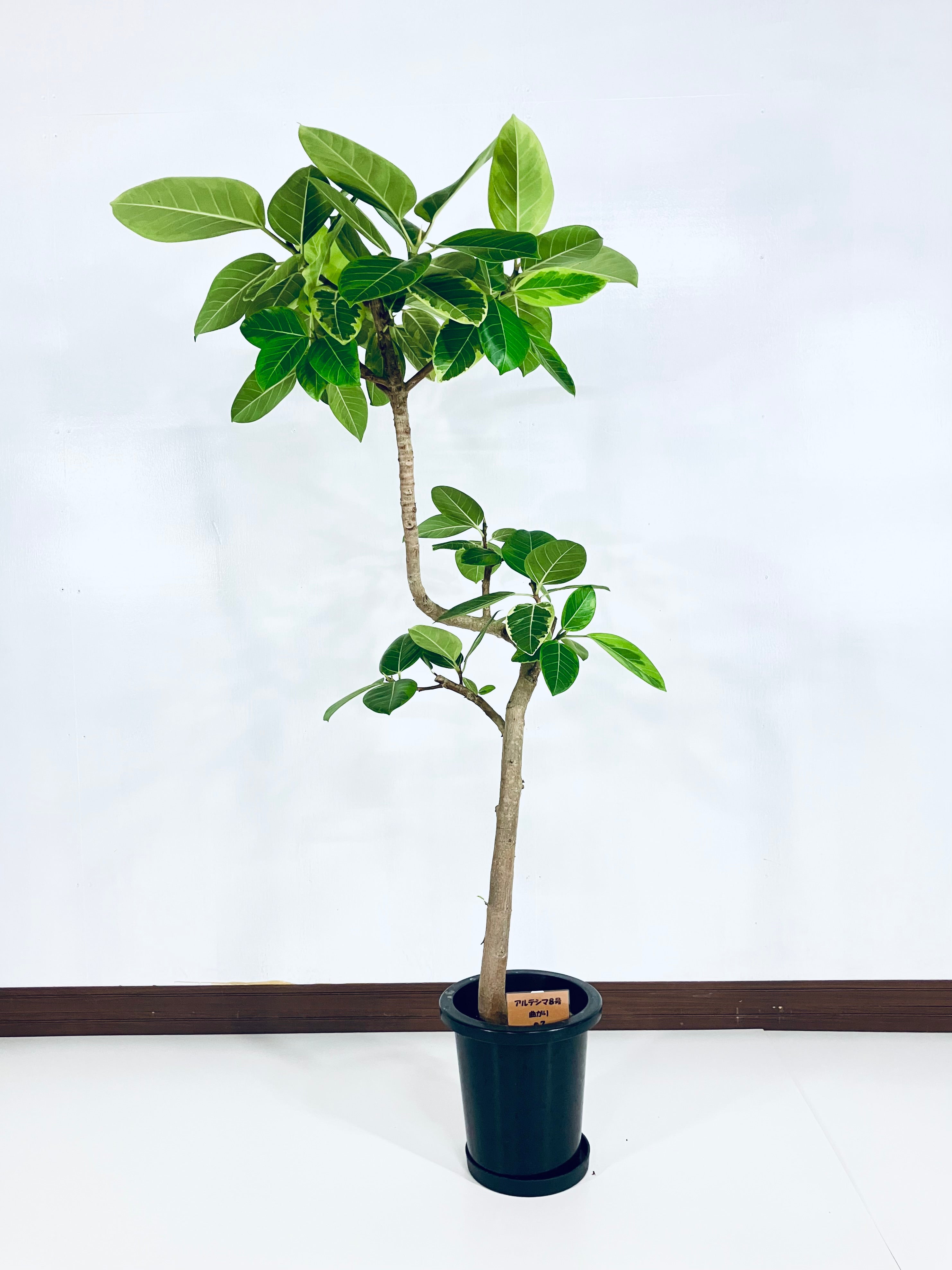 フィカス・アルテシマ 8号の現品商品 | 観葉植物通販AONOKI